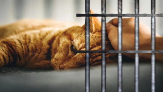 gatos na prisão capa