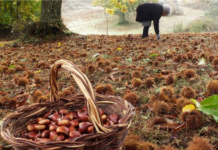 CASTANHAS DE OUTONO
