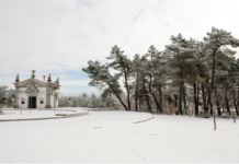 AS BRANCAS ÁRVORES DE NATAL DA MINHA INFÂNCIA