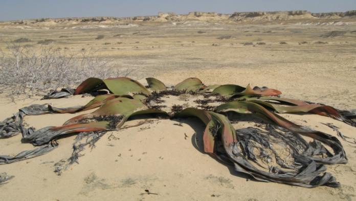 welwitchia mirabilis capa