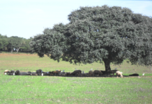 SEREIAS NO ALENTEJO
