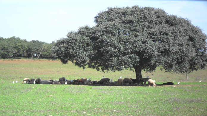 alentejo, rebanho