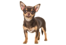 TOBI