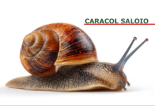 O CARACOL É MARROQUINO
