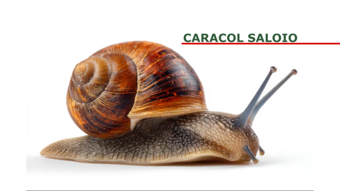 caracol saloio